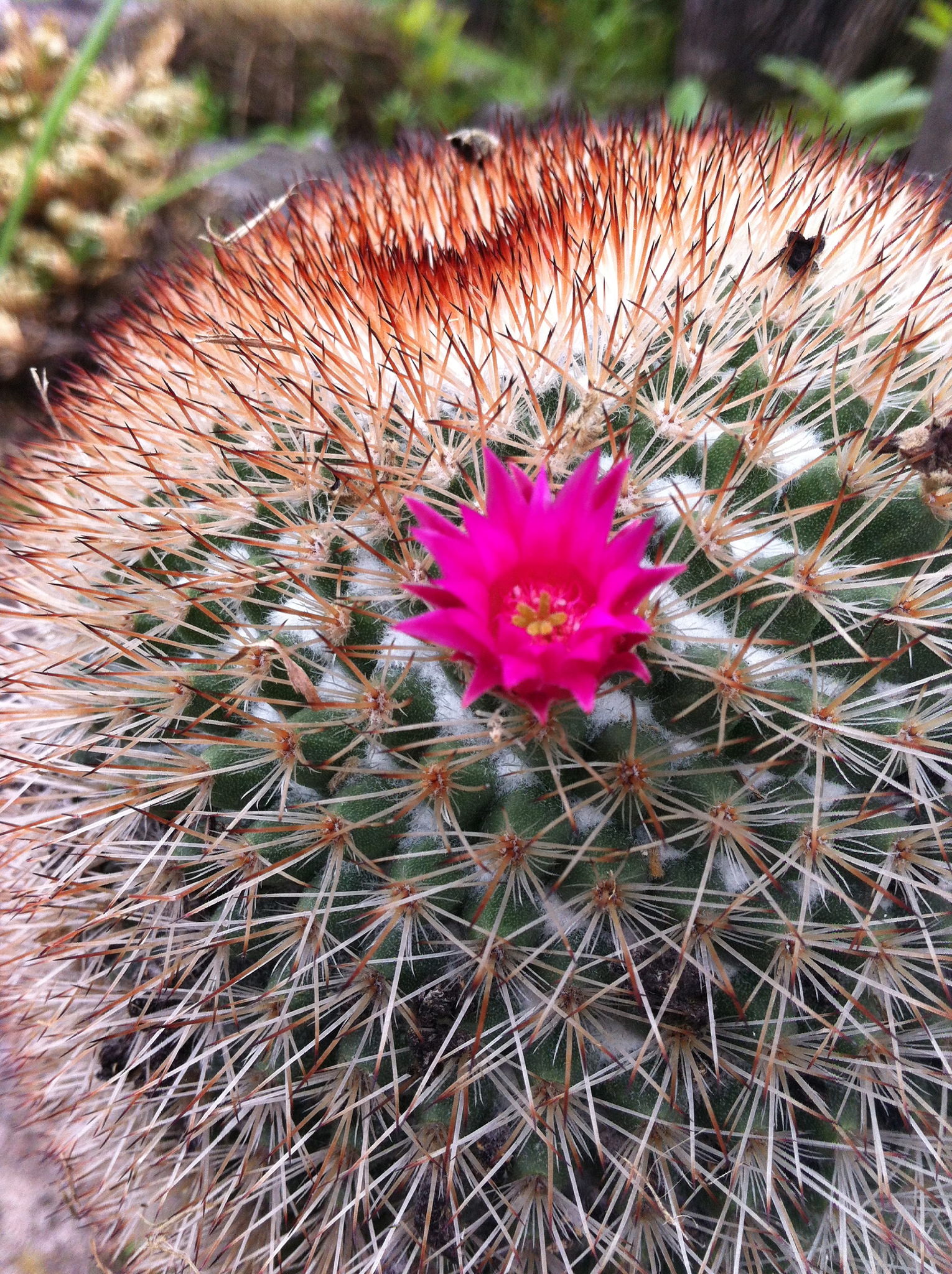Mammillaria spinosissima